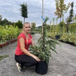  Céder Himalájsky (Cedrus deodara) ´FEELIN BLUE´® - výška 90-110 cm, kont. C18L 